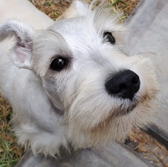 Meet your Posher, Vero - Picture 1 of 1